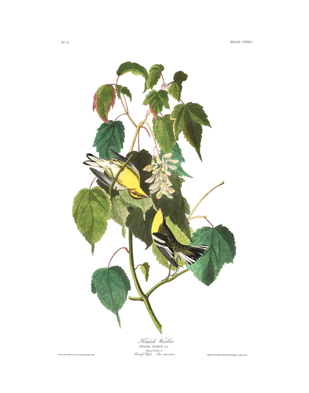 Blackburnian Warbler